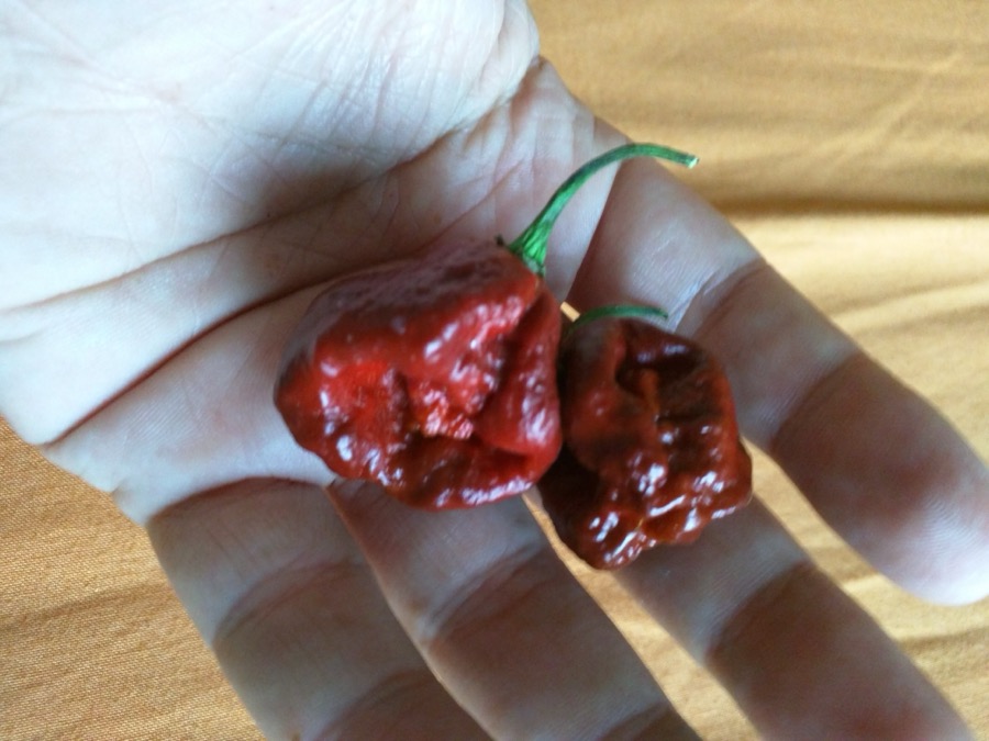 7 Pot pepper