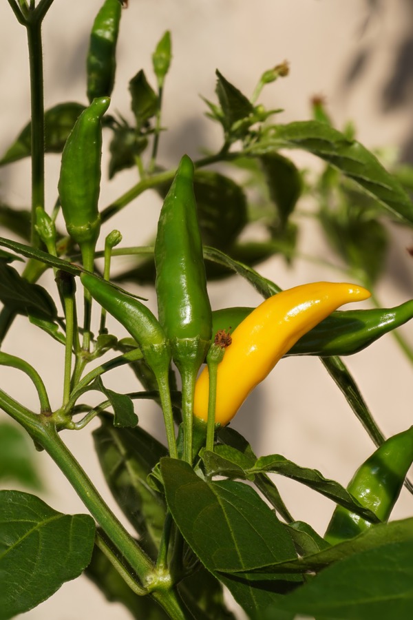 Ají Limón pepper