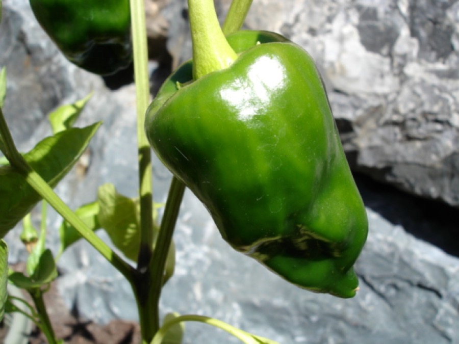 Ancho pepper