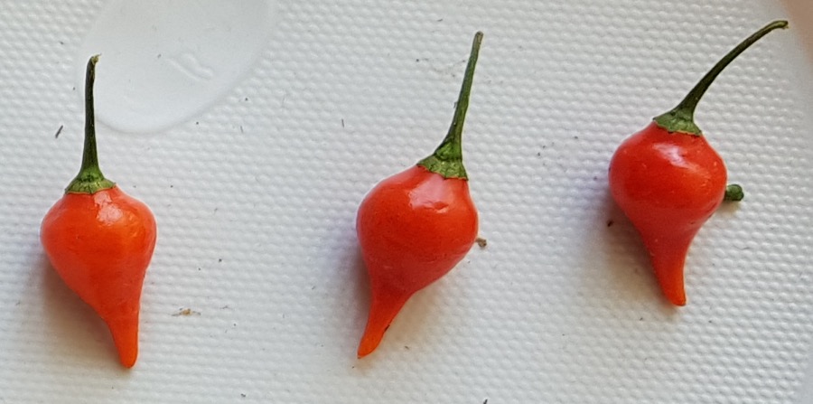Biquinho pepper