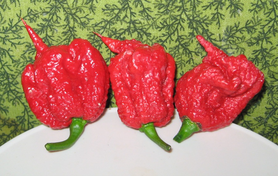 Carolina Reaper pepper