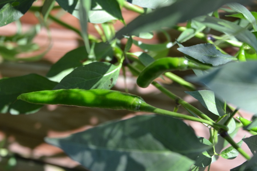 Cayenne pepper