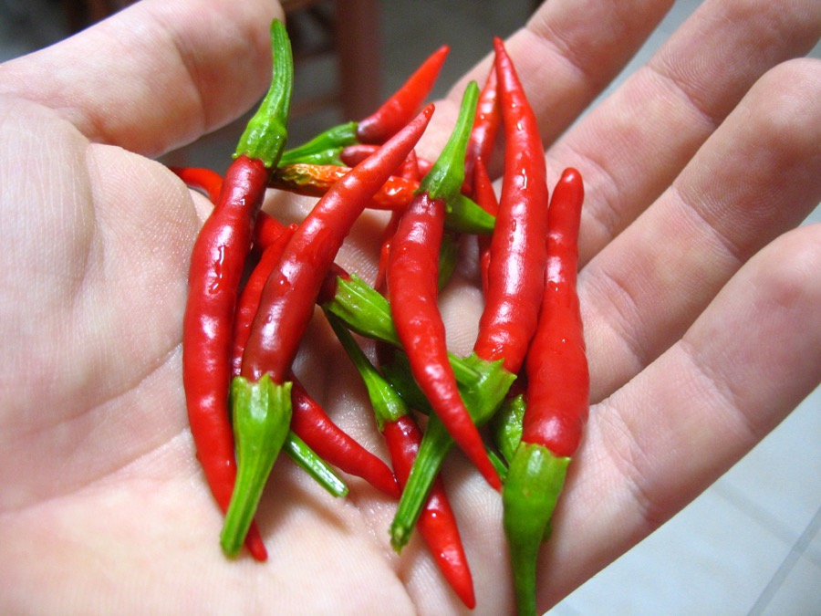 Chile de Árbol pepper