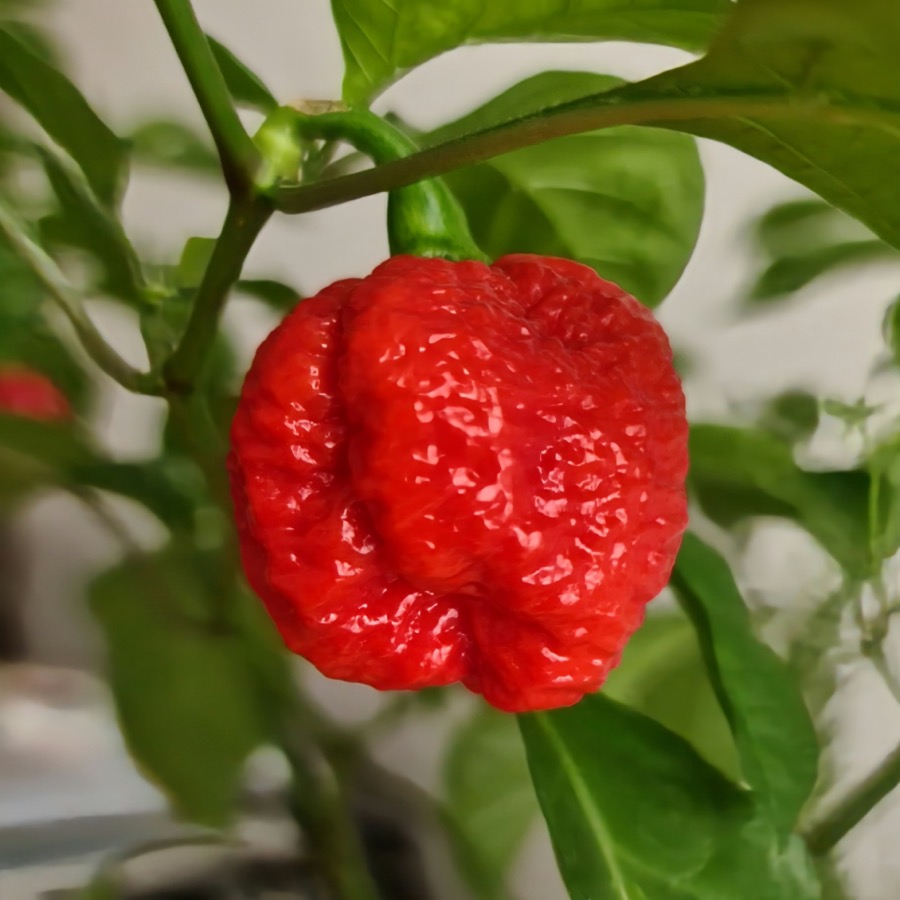 Dragon's Breath pepper