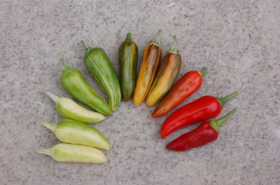 Fish Pepper pepper
