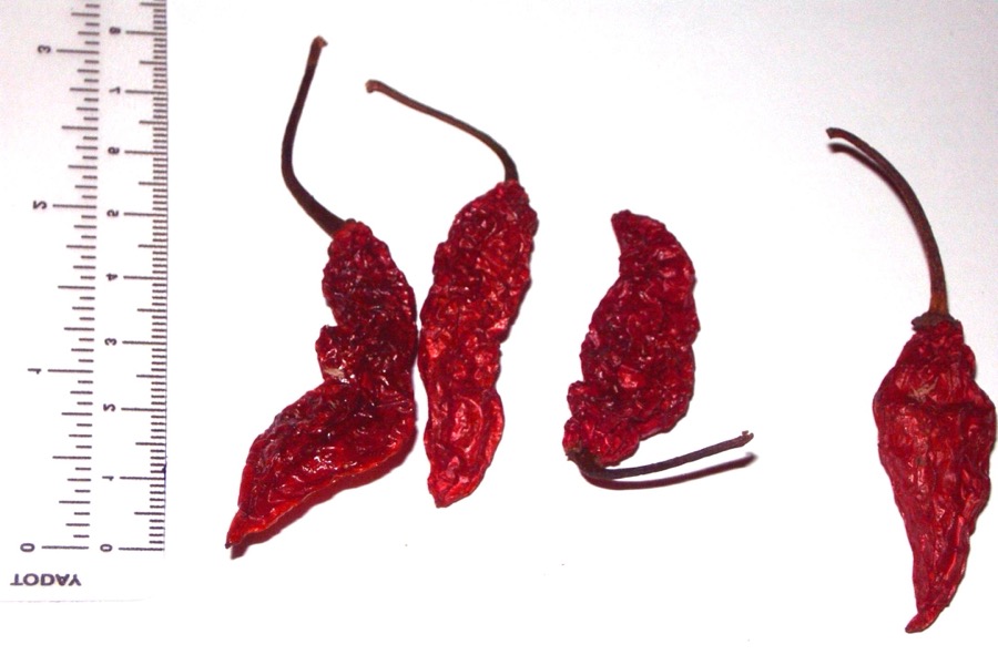 Ghost Pepper (Bhut Jolokia) pepper