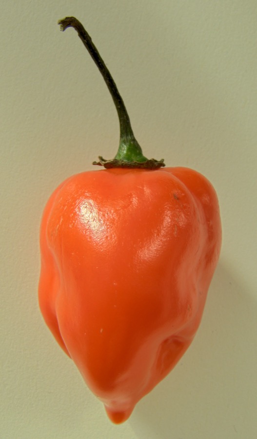 Habanero pepper