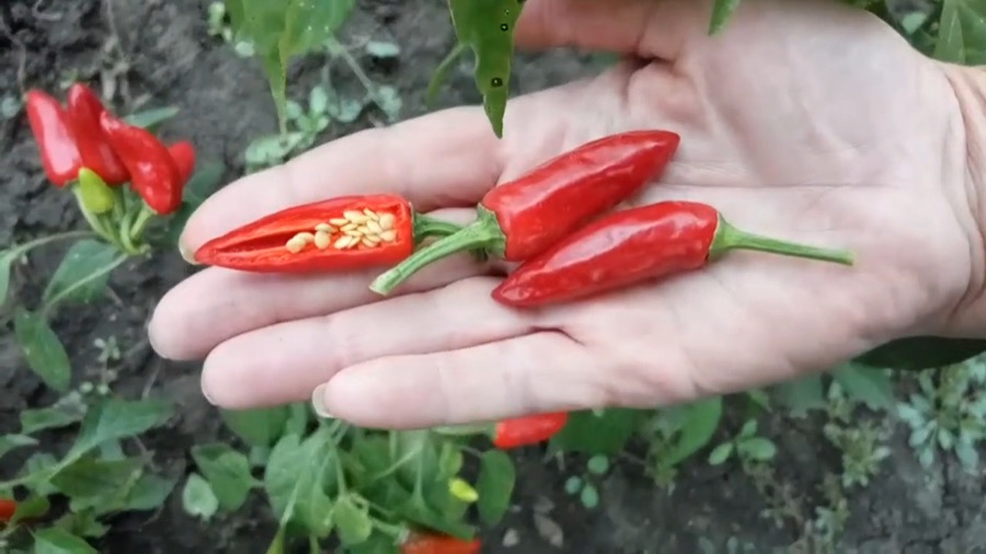 Mirasol pepper
