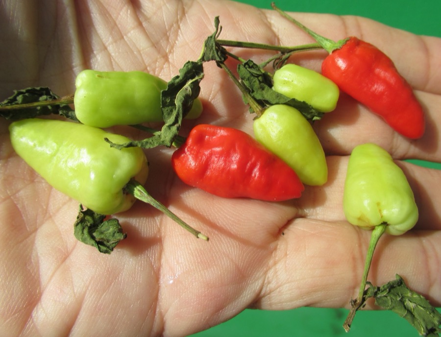 Naga Viper pepper