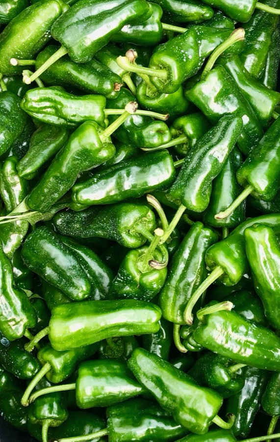 Padrón pepper