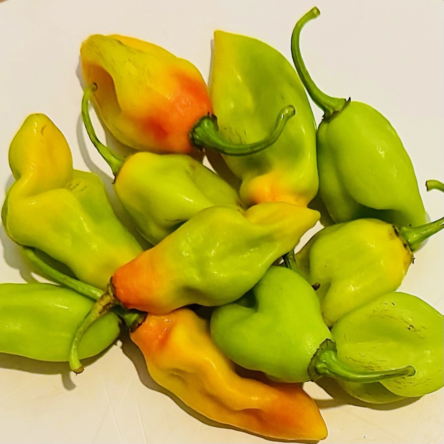 Pimento pepper