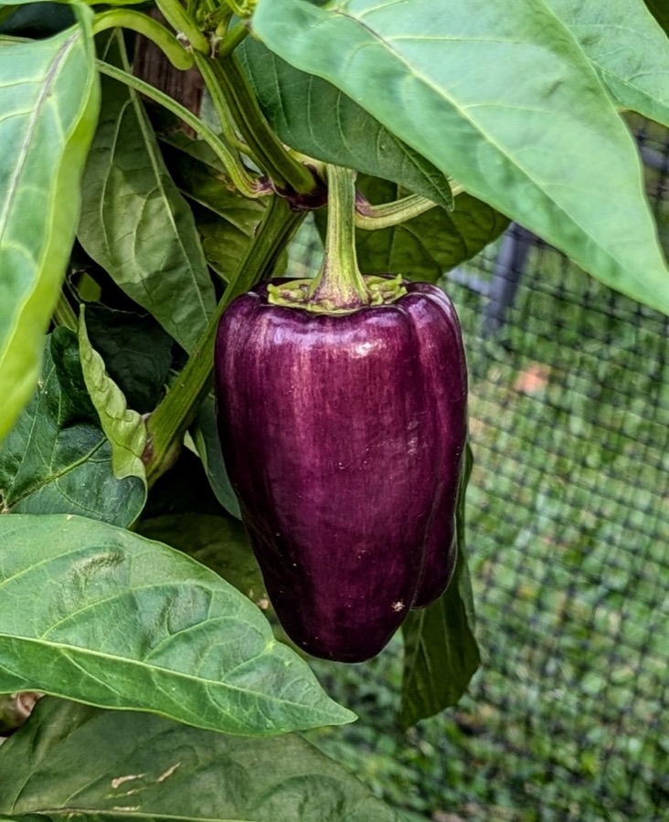 Purple Bell Pepper pepper