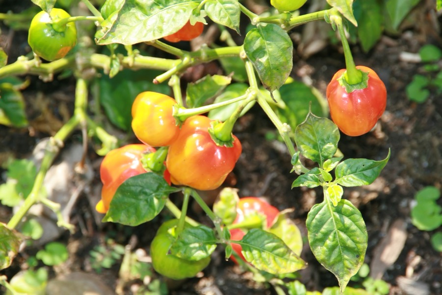 Scotch Bonnet pepper