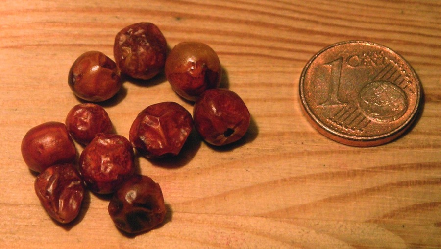 Tepin pepper