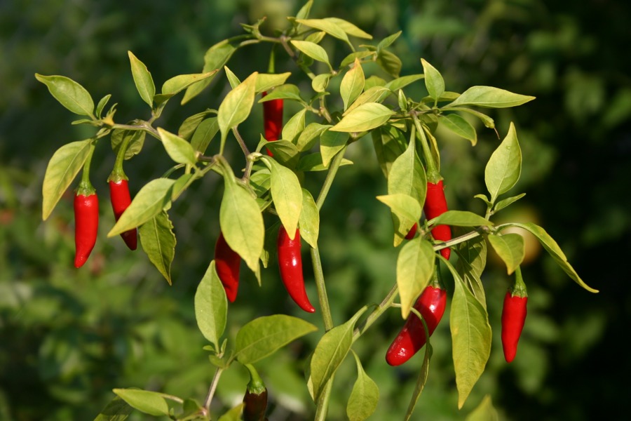 Thai Pepper pepper