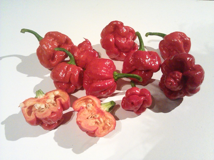Trinidad Moruga Scorpion pepper